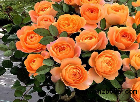 微信截圖_20210325145823