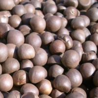 2020年新綠茶籽種子青茶籽干籽 茶葉籽新茶籽顆粒飽滿現(xiàn)貨供應