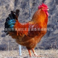 快大雞苗廠家供應紅玉雞苗 紅毛柴雞 九斤紅雞苗 九斤黃雞苗養(yǎng)殖