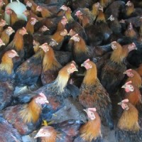 批發(fā)靈山土雞苗 土雞一號(hào) 柴雞苗 本地土雞苗 電話(huà)13317809934