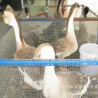 批發(fā)廣東汕頭獅頭鵝母苗 大種鵝苗銷(xiāo)售 免費(fèi)咨詢13317809934