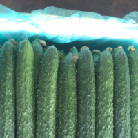 日銷40000斤黃瓜，求貨源