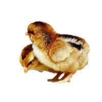 廠家直銷(xiāo)雞苗快大青腳麻雞苗 成快大青腳麻雞苗價(jià)格 易養(yǎng)活