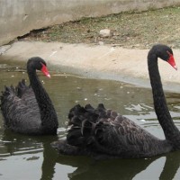 成年黑天鵝多少錢(qián) 哪里有賣(mài)下蛋黑天鵝的 景區(qū)觀賞黑天鵝養(yǎng)殖出售