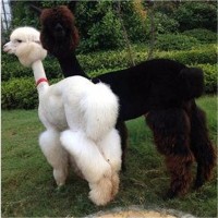 羊駝多少錢(qián)一只 養(yǎng)殖羊駝需要什么手續(xù)嗎 羊駝?dòng)^賞價(jià)值 羊駝批發(fā)