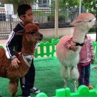 活體羊駝養(yǎng)殖 供應(yīng)景區(qū)觀賞展覽羊駝 附近哪里有賣(mài)羊駝的全國(guó)送貨