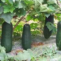 供應新鮮農家冬瓜 量大價優(yōu) 綠色冬瓜