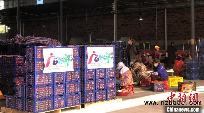 資料圖：廣西柑橘熱銷?！V西農業農村廳供圖