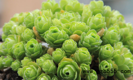 微信截圖_20220401173940