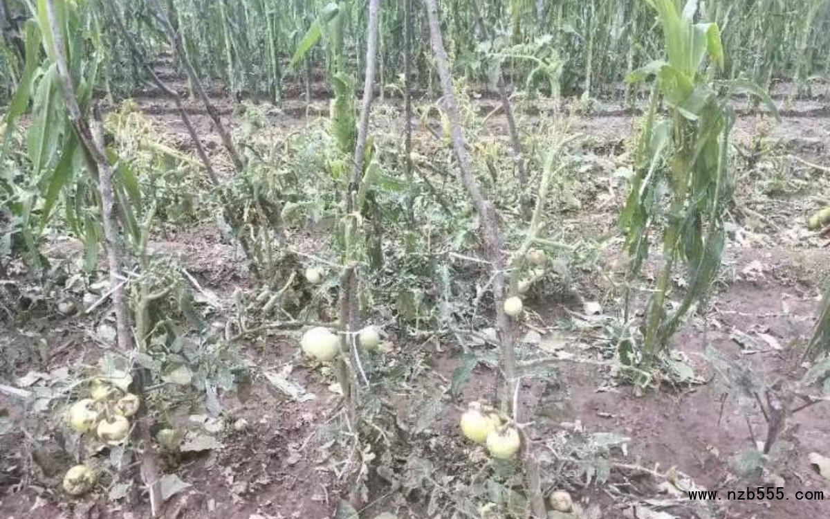 冰雹導致部分露地蔬菜絕收。北京市農業技術推廣站供圖