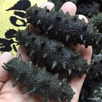 遼參海參拉缸鹽半干海參500g袋裝現貨批發水產干貨廠家批發