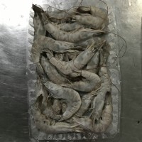 加工南美白對蝦，冷凍南美白對蝦，唐山南美白對蝦，天津南美蝦