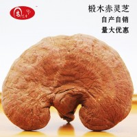 安芝堂大別山椴木赤靈芝自產(chǎn)自銷可切片長白山靈芝紅靈芝