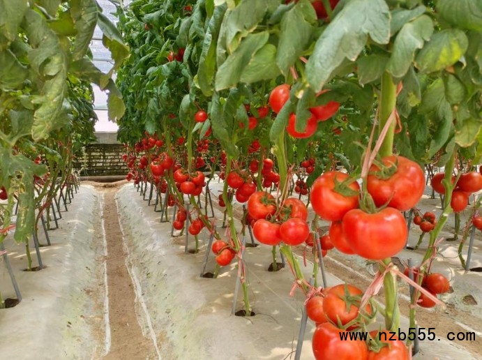 微信截圖_20250327174337