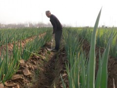 掌握這些技巧，輕松種出又粗又壯的大蔥！