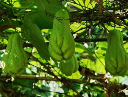 佛手瓜種植之前土壤要怎么處理才合適？