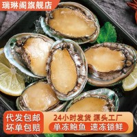 新鮮冷凍大號鮑魚現貨速凍鮑魚佛跳墻原料帶殼鮑魚海鮮水產批發