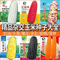 甜糯高產(chǎn)玉米種子批發(fā)水果玉米種子廠家直銷白糯彩爆花黑紅玉米種