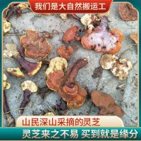 現貨霍山新鮮靈芝整朵切片靈芝片食用菌類可煮茶泡酒燉湯靈芝批發