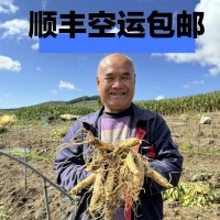 長白山人參一件代發泡酒煲湯酒瓶參東北特產送藥材參茸鮮盒裝紅參