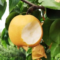 山東秋月梨萊陽梨果農(nóng)新鮮采摘豐水梨南水梨水果煙臺秋月梨代發(fā)