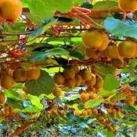 春暉牌 嫁接兩年生 翠玉獼猴桃苗 綠心獼猴桃苗 肉質(zhì)致密,汁液多,味濃甜,耐儲存性好