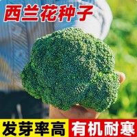 批發西蘭花菜種子有機松花菜種籽花椰菜綠色高產花菜春秋四季蔬菜