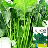 本地土菠菜種子小尖葉菠菜籽陽臺小院種植耐高溫四季蔬菜種子大全