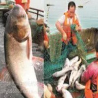 供應綠豐源有機肥 生物有機魚肥 質優價廉