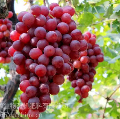 ScreenShot_2026-03-23_163148_420