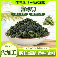脫水蔬菜萬年青易泡發(fā)廠家批發(fā)嫩菜芯蔬菜干煮湯涼拌泡面萬年青干