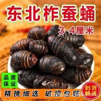 新鮮東北蟬蛹蠶蛹新鮮長(zhǎng)年大量供應(yīng)柞蠶蛹鮮蠶蛹繭蛹3-4厘米