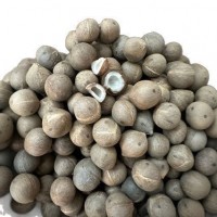 小海椰皇小椰子 去殼小椰皇迷你小海底椰椰奶甜品500克煲湯料批發(fā)