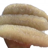 批發(fā)渠道深海海參澳洲沙禿參 沙禿參黃金沙禿參淡干海參野生