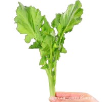 【新品上市】 板藍根青菜種子 功能型薩菜 種植簡單 家庭必備