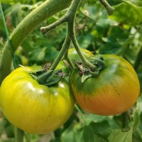 海陽草莓西紅柿口感型番茄綠腚酸甜生吃戴安娜普羅旺斯 草莓柿子